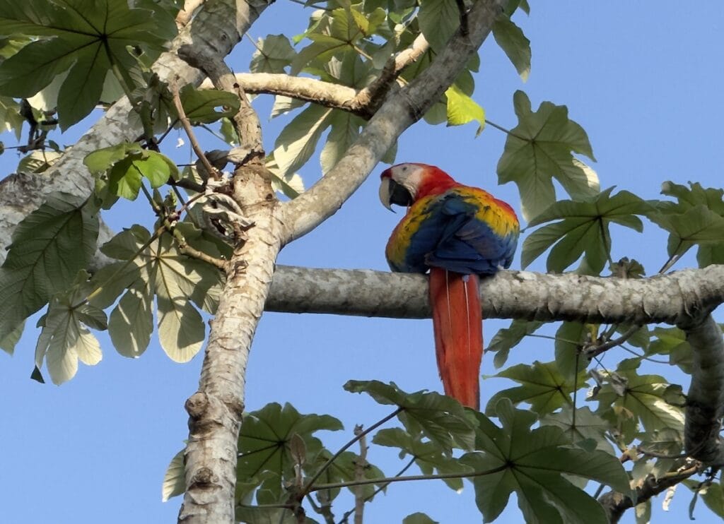 Scarlet Macaw in a tree at Lapa Rios Eco Resort, Costa Rica