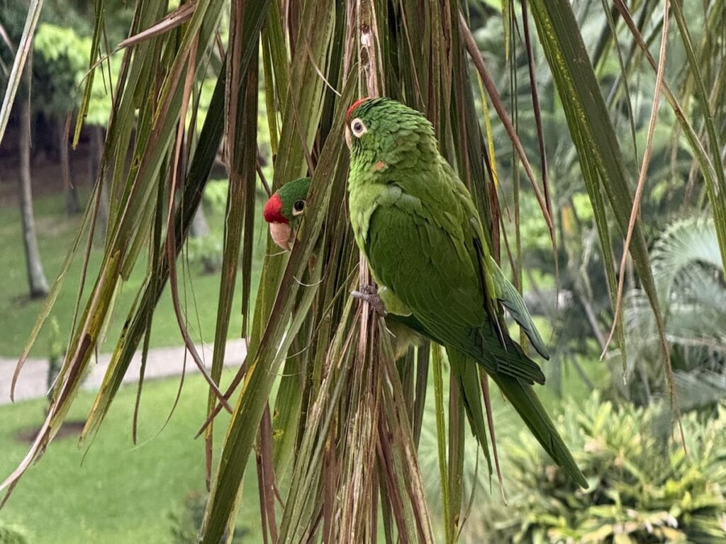 Parakeets in a palm tree.