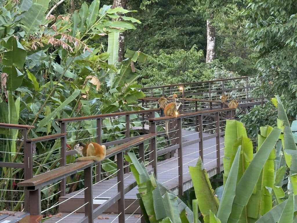 A troop of squirrel monkeys sitting on railings at Lapa Rios