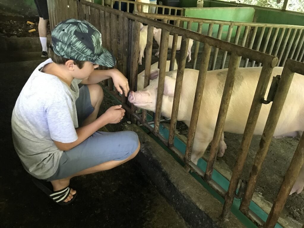 Young boy visiting the pigs on the Lapa Rios Sustainability Tour