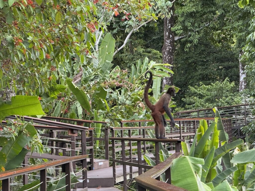 A spider monkey standing on a railing at Lapa Rios.