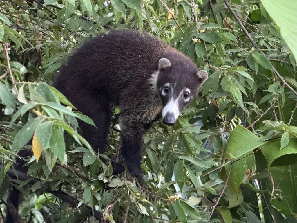 A white-nosed coati at Lapa Rios Lodge on Costa Rica's Osa Peninsula
